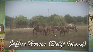 Jaffna Horses (Delft Island)