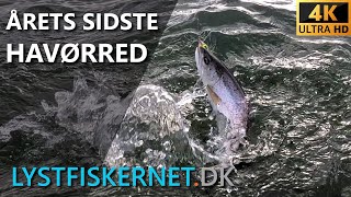 Fisketur den 28.12.2022 - Årets sidste havørred