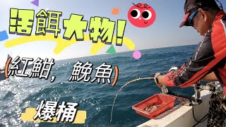 活餌大物班、紅魽、鮸魚一直來！怪物級6000MD捲線器輕鬆面對！#船釣 #大物#釣魚#永安漁港 #活餌 #紅魽 #嘉納 #深海 #巨大 #6000BM#手工竿#爆桶