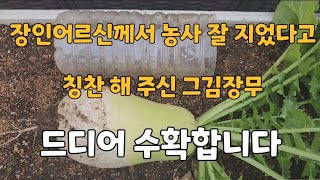 처음 해본 김장무농사 흙의깊이,흙의양,심는간격에 따라 약간씩 차이가 납니다. #김장무 #김장무수확 #김장무농사 #무농사