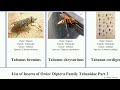 list of insects of order diptera family tabanidae part 2 tabanus hybomitra scaptia montana lata