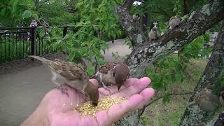 梅の木の餌場で 久し振りに子雀達が手の上に！  20240625 5（天満宮）