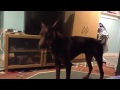 doberman whining