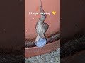 💛 slugs mating limax maximus great grey slug naturelovers naturephotography funnyanimals funny