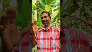 കൂമ്പില്ലാ കണ്ണൻ  | Koombillaa Kannan  | Banana | എം.എസ് .മോഹൻ  വ്ളാത്താങ്കര |S.K.SHINU