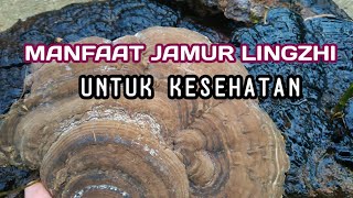 MANFAAT JAMUR LINGZHI UNTUK KESEHATAN TUBUH