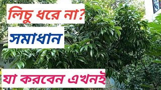 গাছে লিচু না এলে করণীয়/লিচু ধরে না।litchi dhore na/lichu