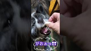 今夜も楽しい鶏肉タイム🐺🍗✨️　#秋田犬