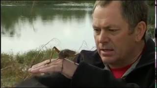 NZ On Screen: Primeval New Zealand - giant weta