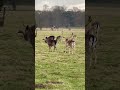 👀a herd of deer🦌 wow beautiful animals trending animallover happy deer shorts youtubeshort