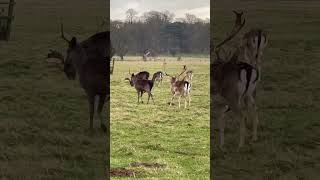 👀a herd of deer🦌#wow #beautiful #animals #trending #animallover #happy #deer #shorts #youtubeshort