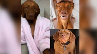 Funny Vizsla Videos compilation