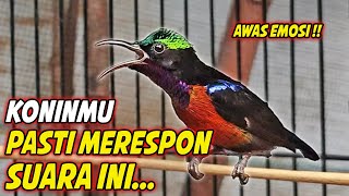 PANCINGAN KOLIBRI NINJA GACOR FULL MATERI MEWAH ! MASTERAN KONIN BAHAN AGAR CEPAT NEMBAK ISIAN