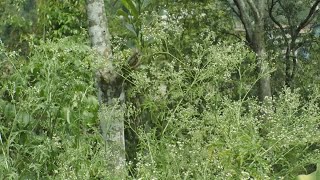 തഴച്ചുവളരുന്ന പാർത്തീനിയം ചെടി; ശ്വാസകോശ രോഗങ്ങള്‍ക്ക് കാരണമാകുമെന്ന്  ആശങ്ക | Plant