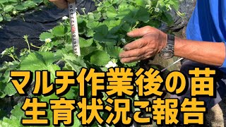 【いちご栽培 いちご農家】マルチ後の苗の生育状況ご報告