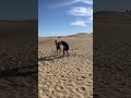 Sparring with my son Nima in the dunes of Maspalomas, Gran Canaria #shorts