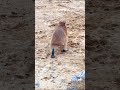 the cute back of a baby capybara