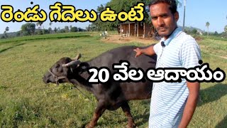 20 thousand income from two buffaloes in telugu- రెండు గేదెలు పోషణ తో 20 వేల ఆదాయం