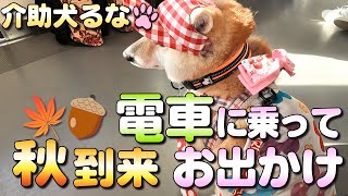 【柴犬介助犬】電車でお出かけ！［柴犬介助犬るな］