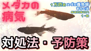 【メダカ】1万匹のメダカ養魚場をつくるseason1-8メダカの病気9つの対処法と6つの予防策！ガッツリ詳しく！