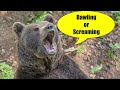 bear sounds – bear vocalizations and communication