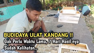 MODAL KECIL UNTUNG BESAR || Pakan Burung Untuk Ternak CIBLEK !!