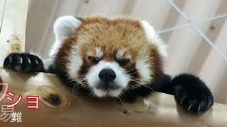 レッサーパンダの【ショウショウ君】お外へlet's go🍎　2023.8.22　 #red panda