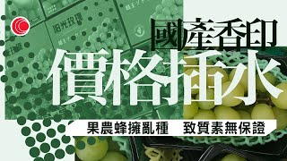 #有線新聞  中國在線｜內地「陽光玫瑰」香印提子價格大幅回落　業內人士：果農盲目擴種｜成都開設人類膽石研究博物館 館內展示千個膽石標本｜習近平考察江西　指要努力構建現代化產業｜2023年10月13日