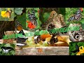 Butterflies Flying in Slow Motion HD - Houston Butterfly Museum