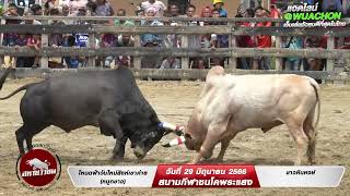 ย้อนหลัง สนามพระเเสง คู่ที่ 5 โหนดฟ้าวันใหม่สิงห์เขาค่าย หมูกขาว VS ขาวหินหงษ์29/6/2566