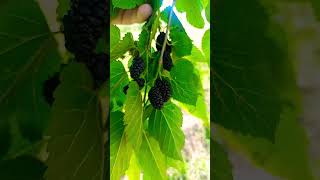 Amazing Mulberry tree #shorts#fruitfarm#viralvideo#fruitlovers