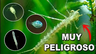 Identifica la micro fauna de tu acuario 🔬 Qué son y cómo se eliminan 🐛