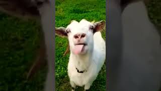 Funny goat #shortvideo #reels #video