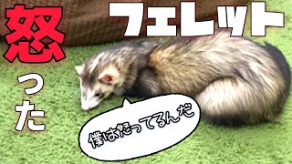 男のバトル【フェレット】【多頭飼い】