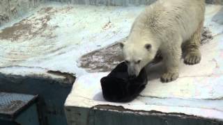 Shilka(Шилка) gets her favorite black toy, and starts playing with it, at Tennoji Zoo, Osaka, Japan