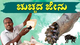 ಈ ಜೇನು ತುಪ್ಪಕ್ಕೆ KG ಗೆ 3000 ರೂ. ! | ಹೇಗೆ ಸಾಕುವುದು ನೋಡಿ  |Stingles Bee Farming |  Udayavani