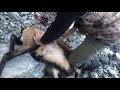 how to skin a chamois for a shoulder mount guided by four seasons safaris