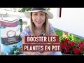 Terreau, arrosage, engrais, comment avoir de belles plantes en pot ?