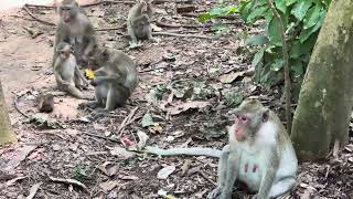 Monkeys family lovely 🐒 at bayon Angkor Wat | Cambodia monkeys | សត្វស្វានៅប្រាសាទបាយ័ន