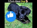 कुत्तों से जुड़े 5 ऐसे facts जो आप नहीं जानते 🐕।। 5 facts about dog s।।😱 short dogfacts ytshort