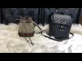 名人站開箱｜夏季小包分享 chanel a57090c u0026 gucci 550620