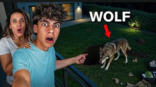 A Vicious Wolf Destroyed our Backyard