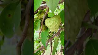 ផ្លែទៀបនៅក្រោយផ្ទះ 🍃🍃  # cherimoyas # backyard