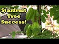 Grocery Store Starfruit Tree Success! Starfruit Flowering & Fruiting