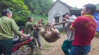 Đi bắt lợn cùng trưởng bản (Going to catch pigs with the village chief)