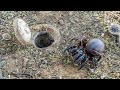 Peek Behind the Trapdoor 🕷️ The Secret Life of the African Trapdoor Spider