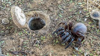Secrets of the African Trapdoor Spider 🕷️ Master Builders of the Wild