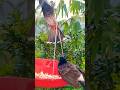 CAT TV | Birds for Cat to Watch | Bird Feeding | Birds for Cats on YouTube #shorts #birds #wildlife