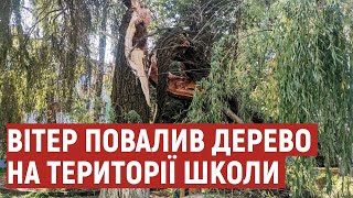 На території луцької школи впало дерево: екологи пояснили чому