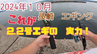 これが2.2号エギのパワー！　秋エギング　大村湾　アオリイカ。長崎 エギング 2024!! 10月 長崎市 琴海　尾戸　小口　